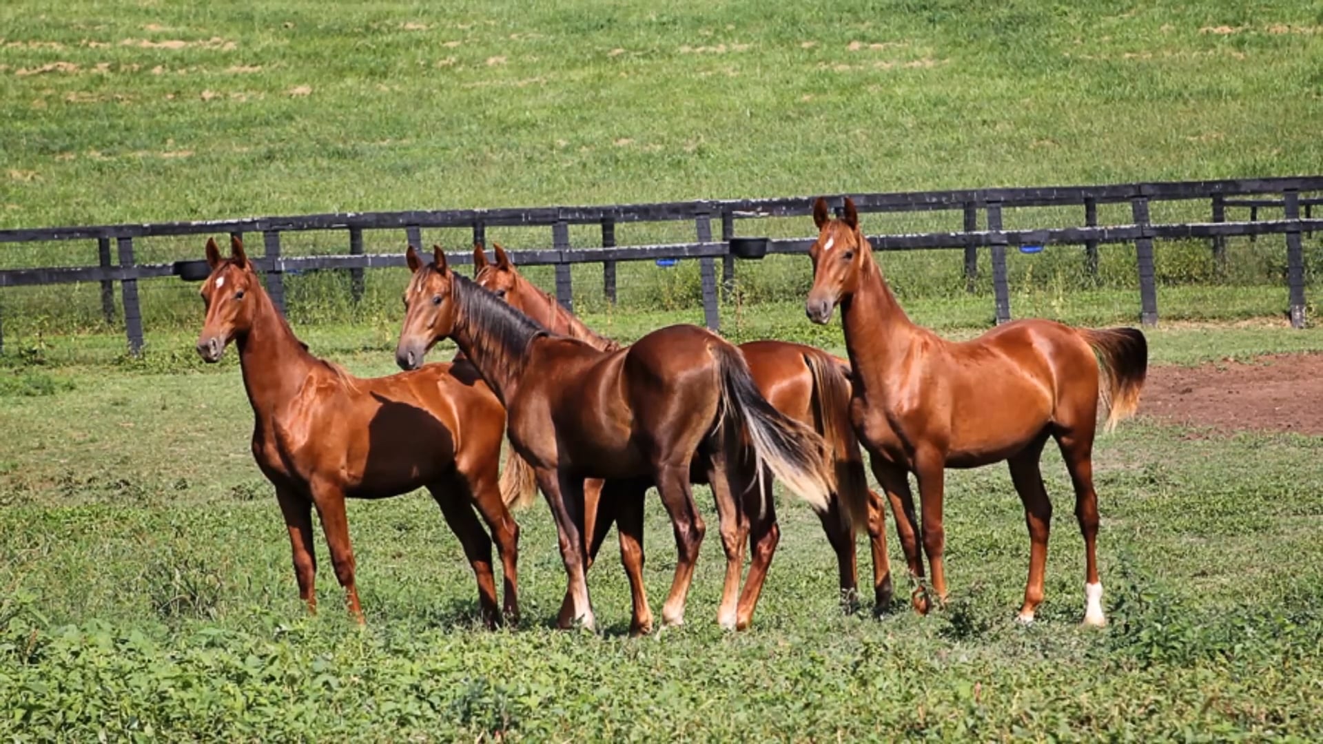 Tony Weldon - Breeder Hall of Fame Award 2018