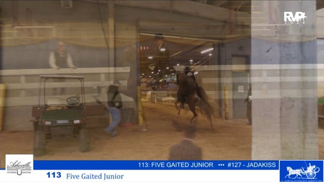 ASC24 - Class 113 - FIve Gaited Jr