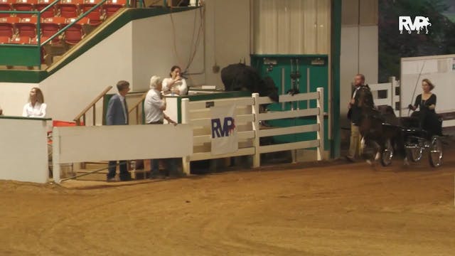 NCSC22 - Class 103 - Harness Pony Stake