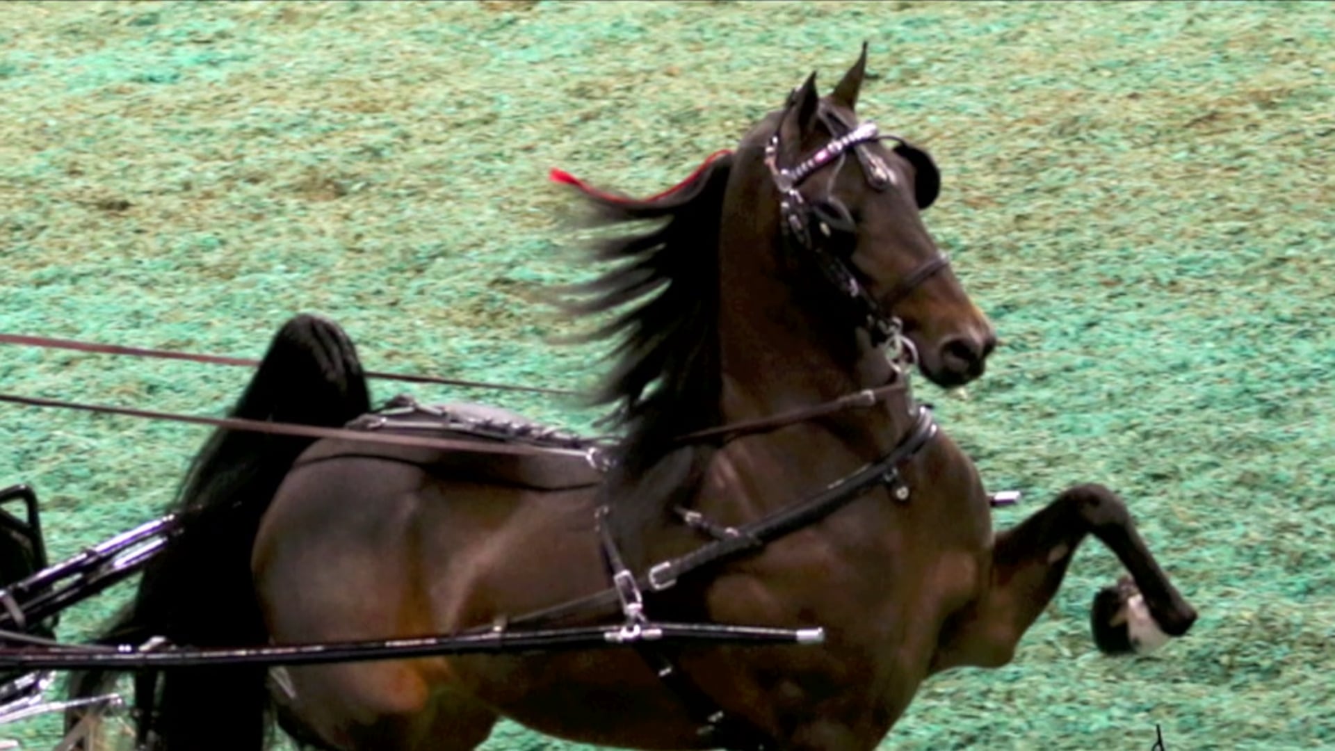 2016 Mark Hyatt - AHHS Breeder of the Year Award