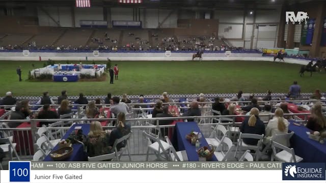 AR22 - Class 100 - Junior Five Gaited