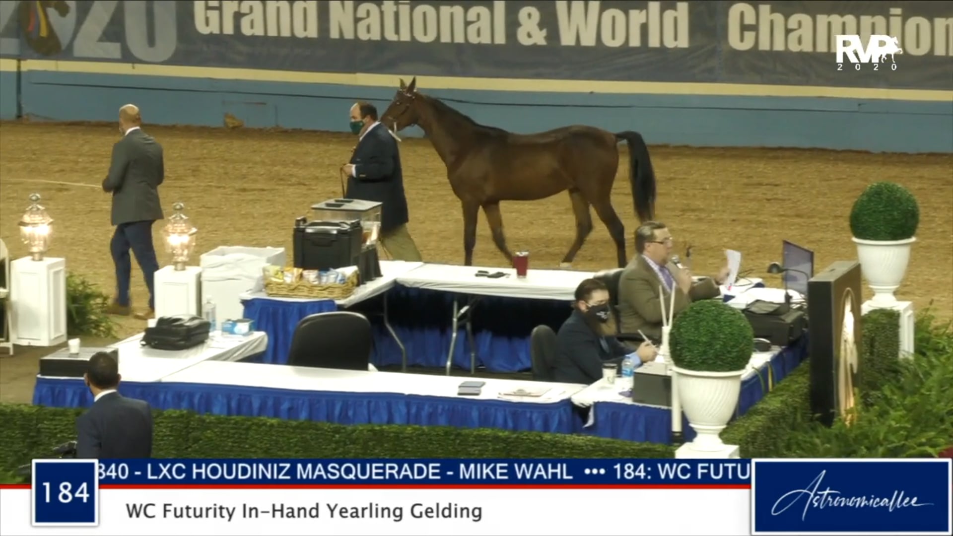 2020 MGN - Class 184 WC Futurity In-Hand Yearling Gelding