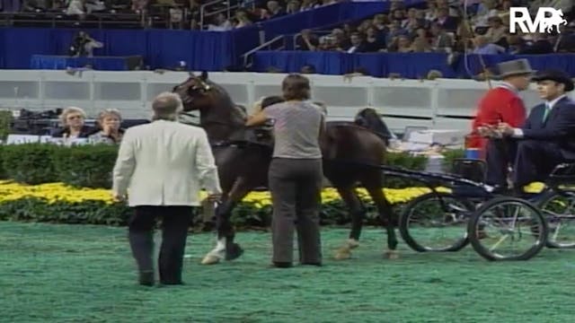 2004 World's Championship Horse Show ...