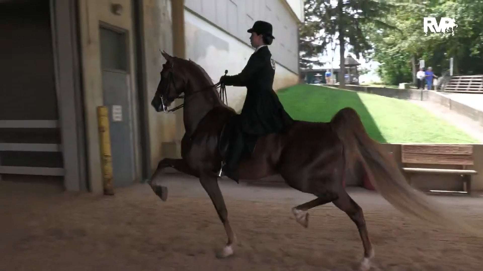 BRC25 - Class 19 - ASB Three Gaited Show Pleasure Limit Horse