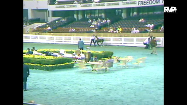 1988 WCHS Class 39 AHHS Hackney Pony ...