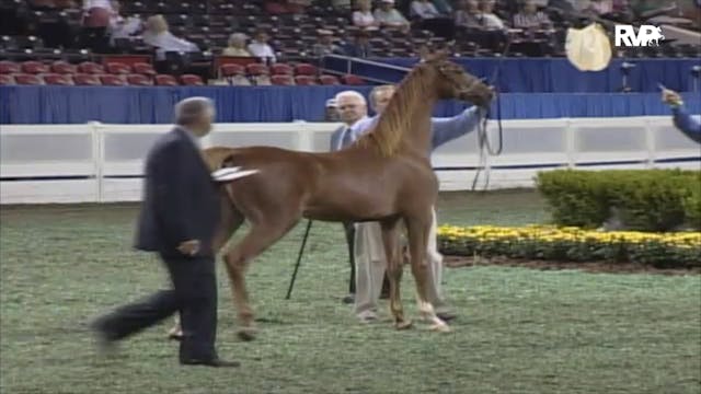 2006 WCHS Class 83 Yearling Breeders'...