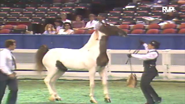 1992 WCHS Class 90 ASHA Futurity Of K...