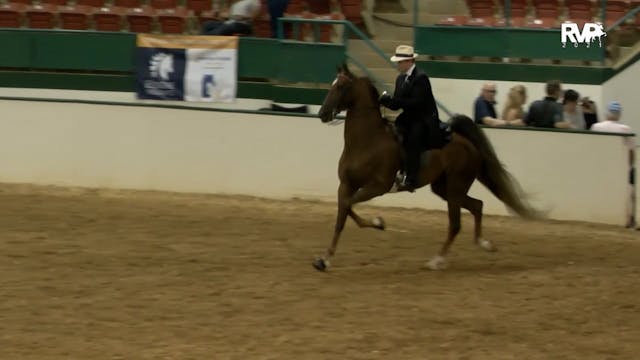 NCSC21 - Class 24 - ASB Five Gaited A...