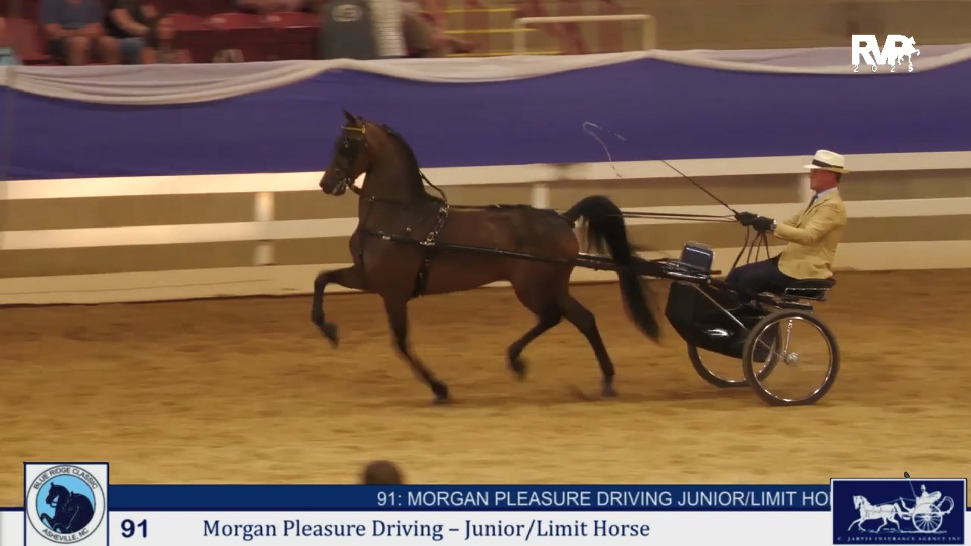 BRC25 - Class 91 - Morgan Pleasure Driving Junior & Limit Horse