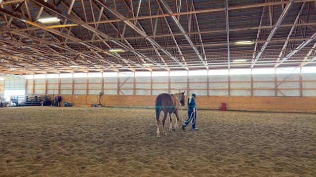 Long Yearling, Presley, Ground Work