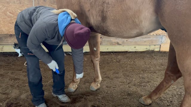 Horse Handling: Picking up the Feet