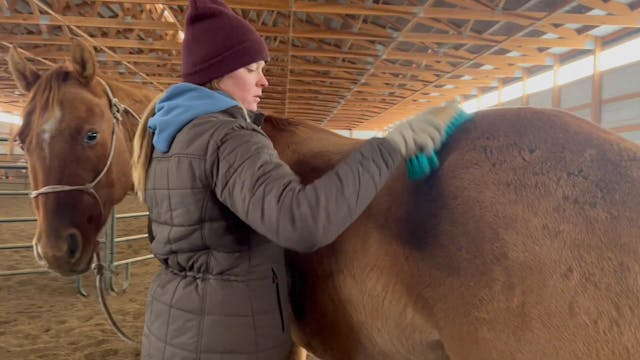 Horse Handling: Grooming