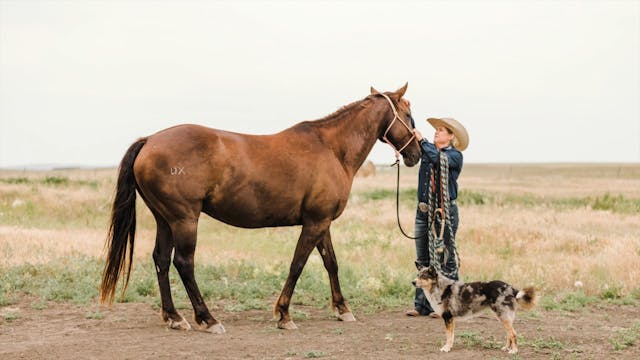 Horse Behavior: How Horses Think