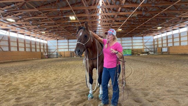 Learning to Bridle