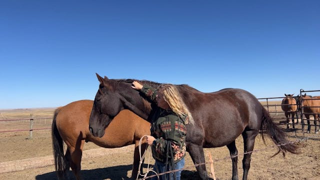 How to Lead/Halter Your horse