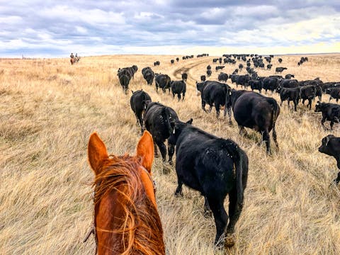 Horse Health