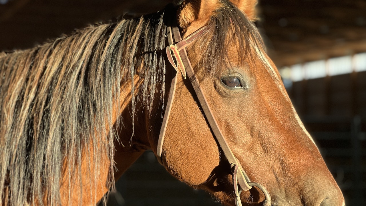 A Stylish Anna- Doodlebug