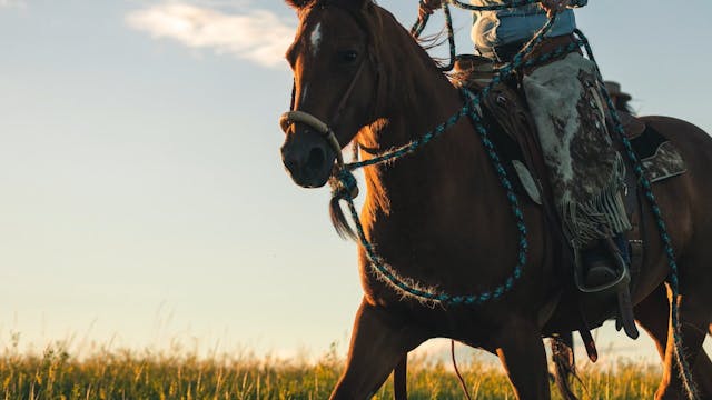 Introduction to Horsemanship 101