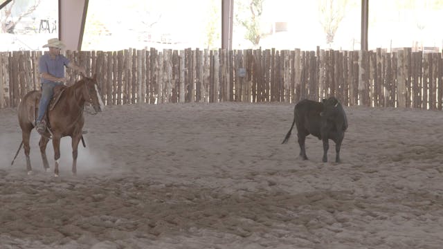 Staying Soft Working Cattle