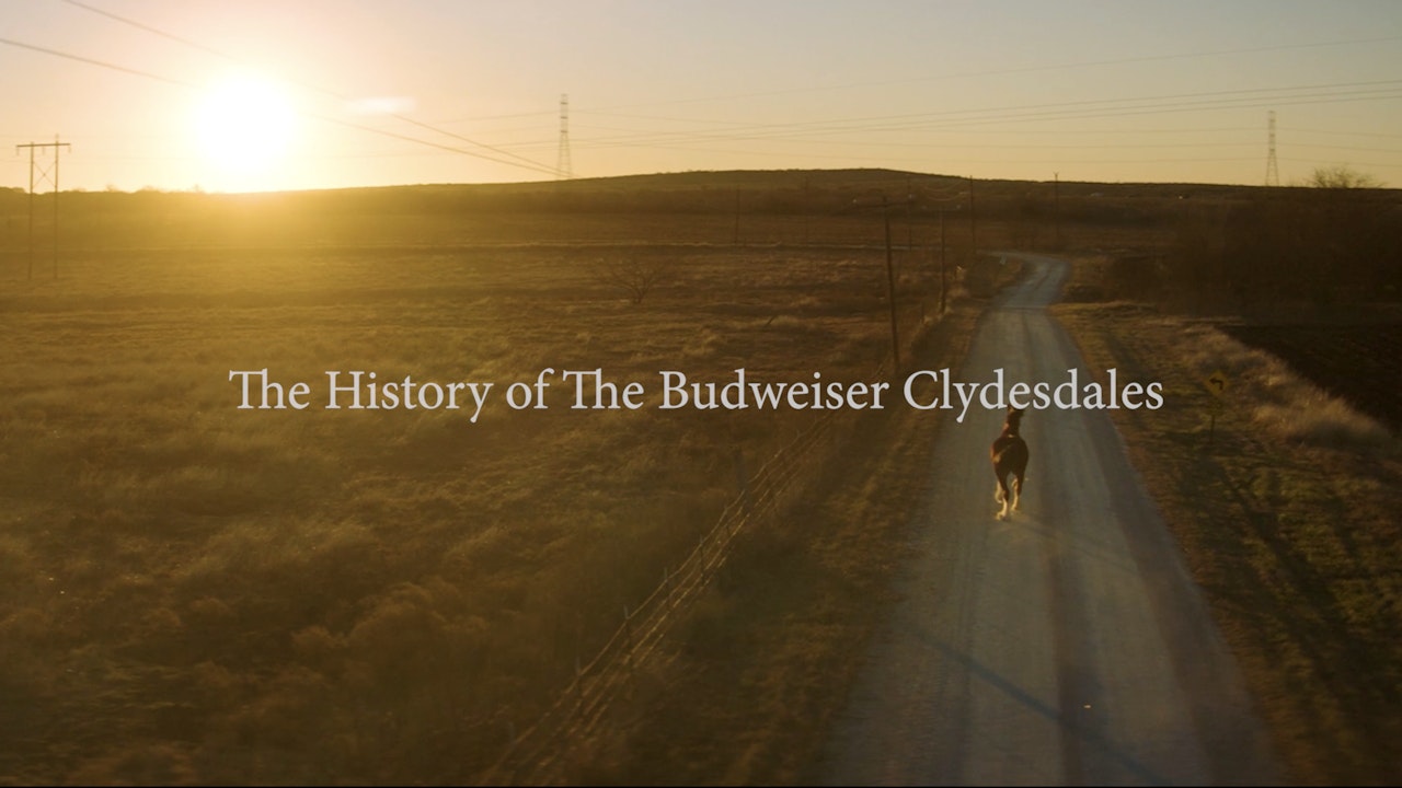 The History of the Budweiser Clydesdales