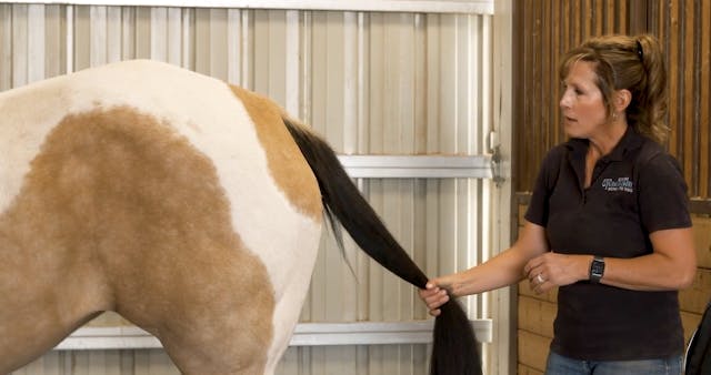 Tail stretches and lumbar lift