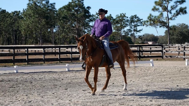 A Demonstration of the Gaits with a Half Arabian/Half Trakehner