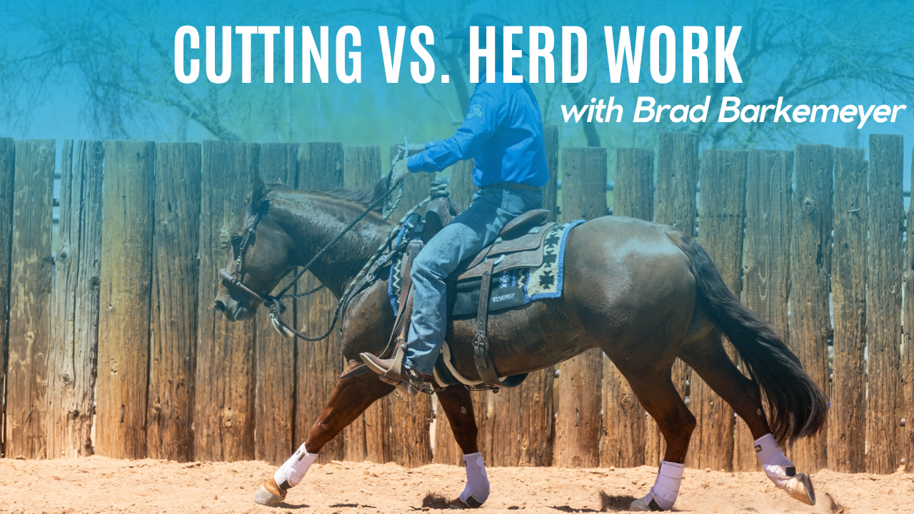 Cutting Vs. Herd Work