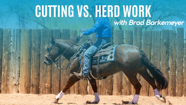 Cutting Vs. Herd Work