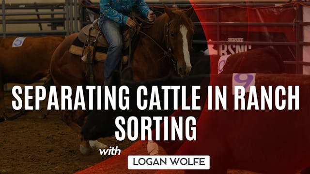 Separating Cattle in Ranch Sorting