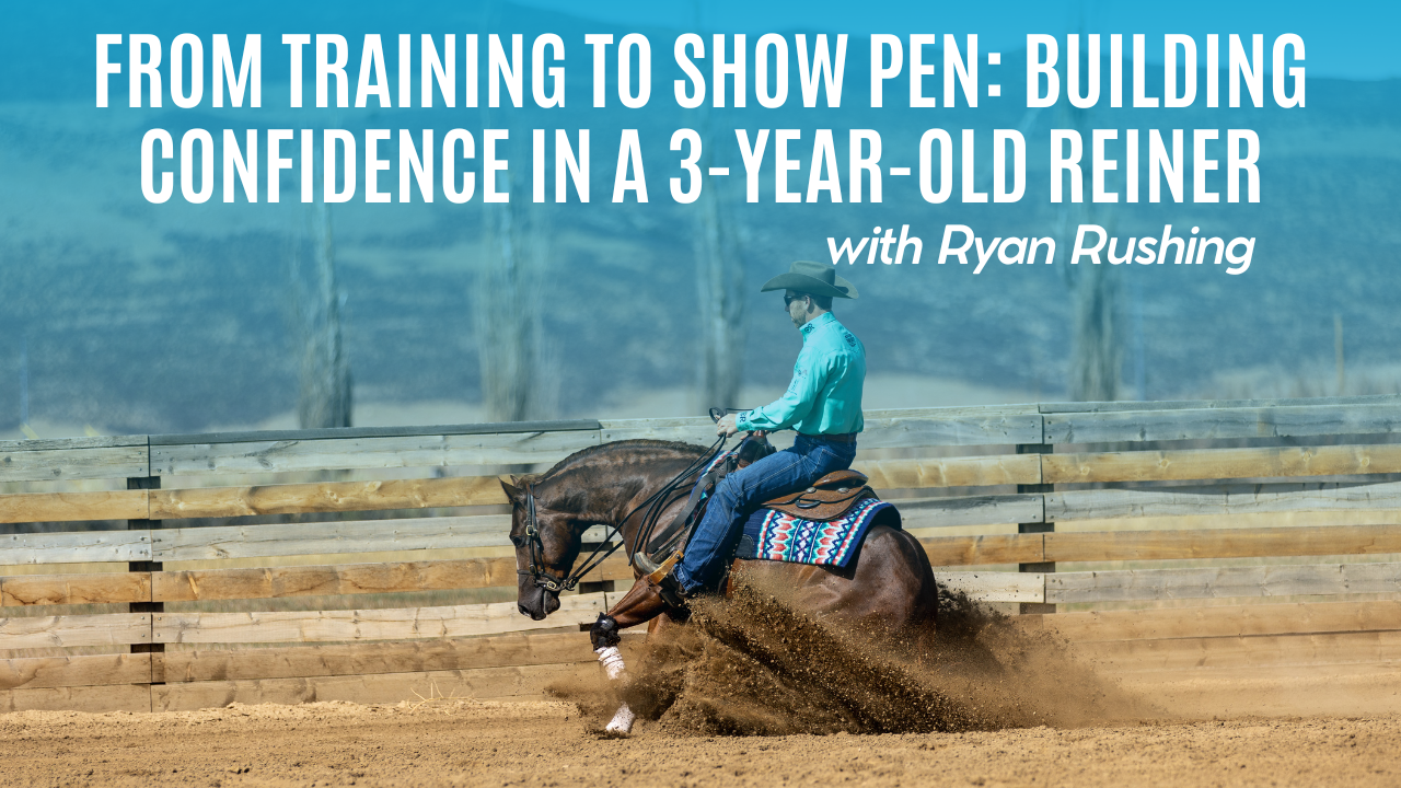 From Training to Show Pen: Building Confidence in a 3-Year-Old Reiner
