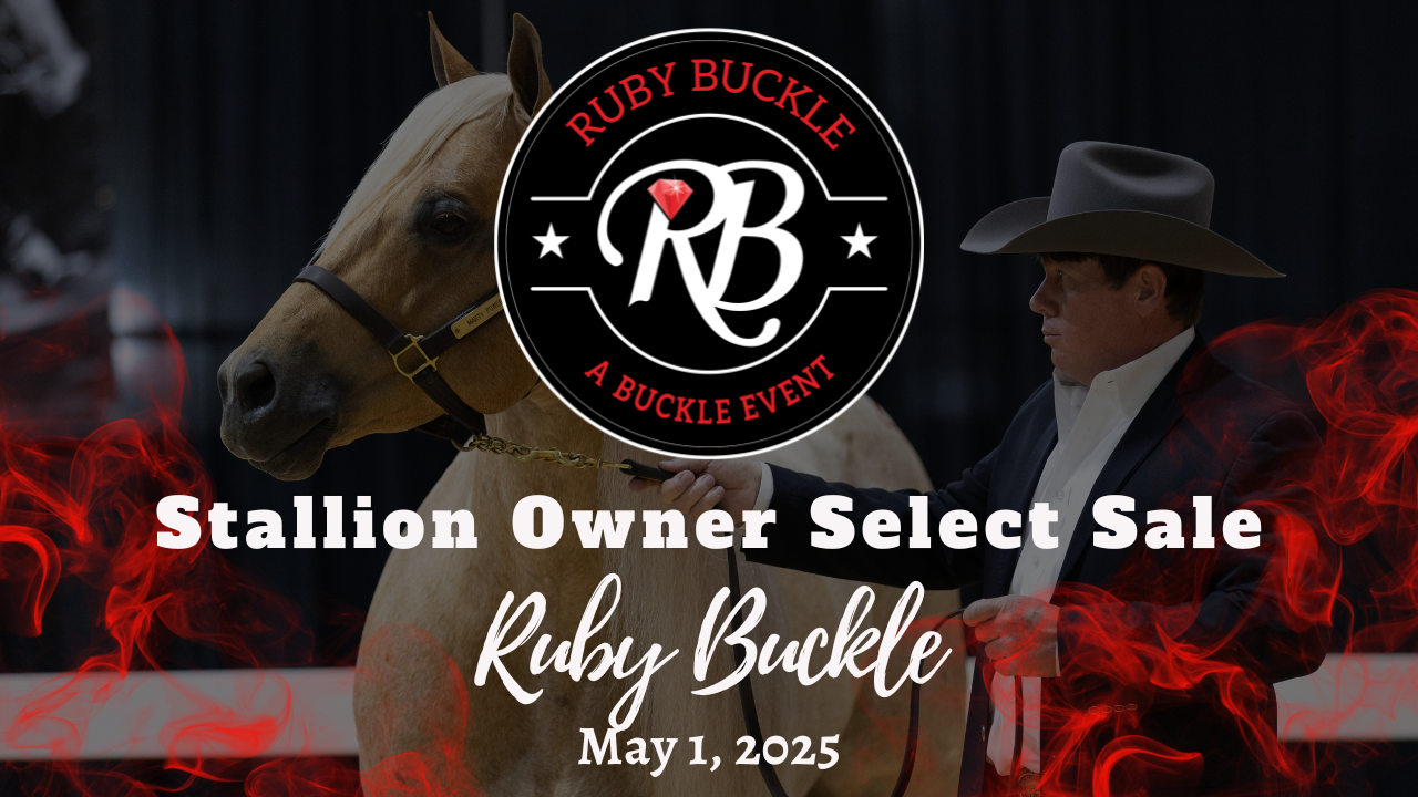 2025 Ruby Buckle Stallion Owner Selec...