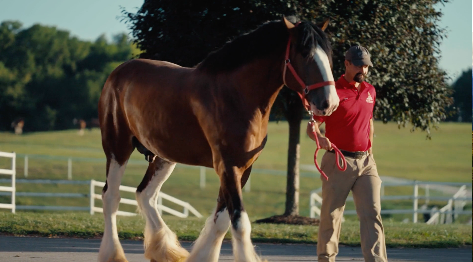 The History of the Budweiser Clydesdales brought to you by Budweiser