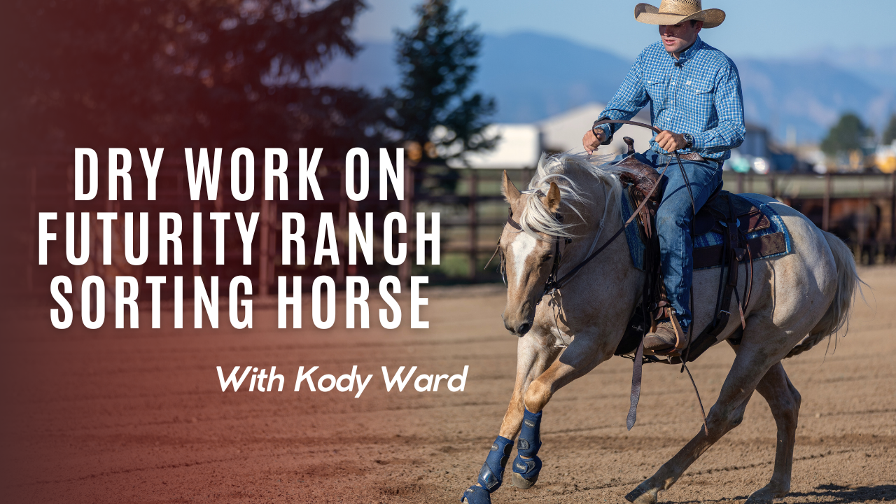 Dry Work on Futurity Ranch Sorting Horse