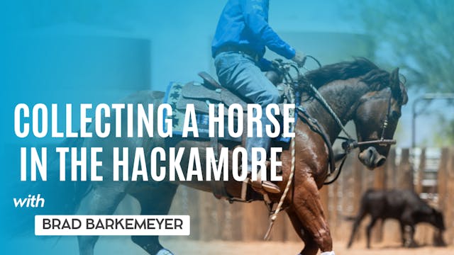 Collecting a Horse in the Hackamore