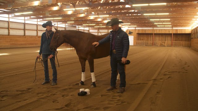 Front Leg Protection for Reining Horses