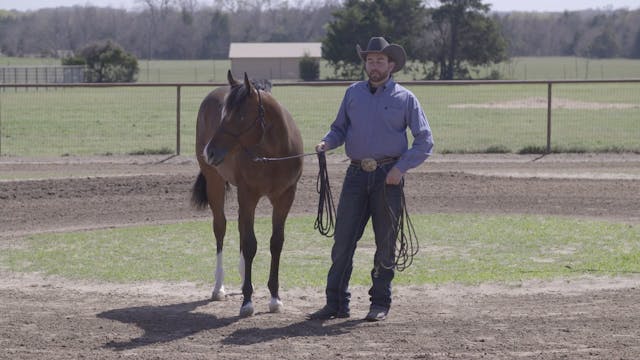 Hoof Care For Yearlings