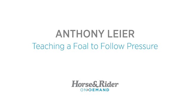 Teaching a Foal to Follow Pressure