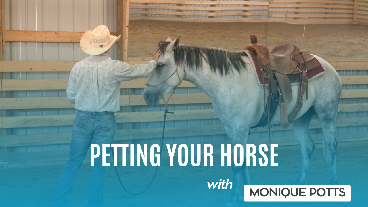 Petting Your Horse