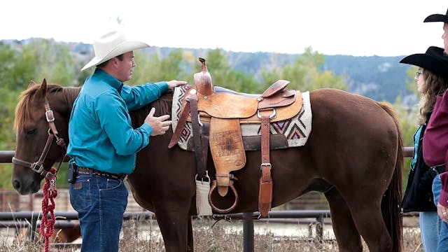 3 Things a Saddle Pad Must Do