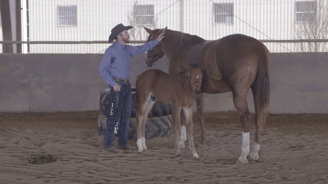 Types of Halters to Use on Foals