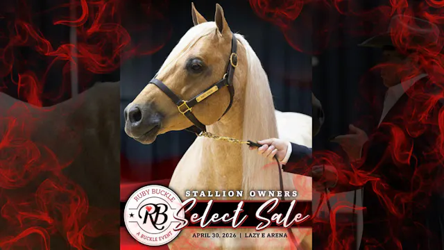 Ruby Buckle Central Stallion Owner's ...