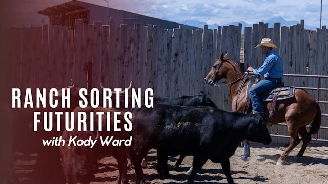 Ranch Sorting Futurities With Kody Ward