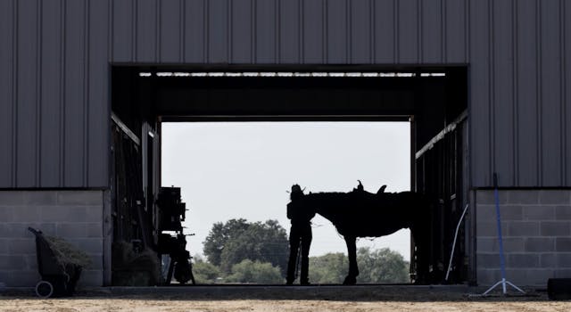 The Program at Briggs Performance Horses