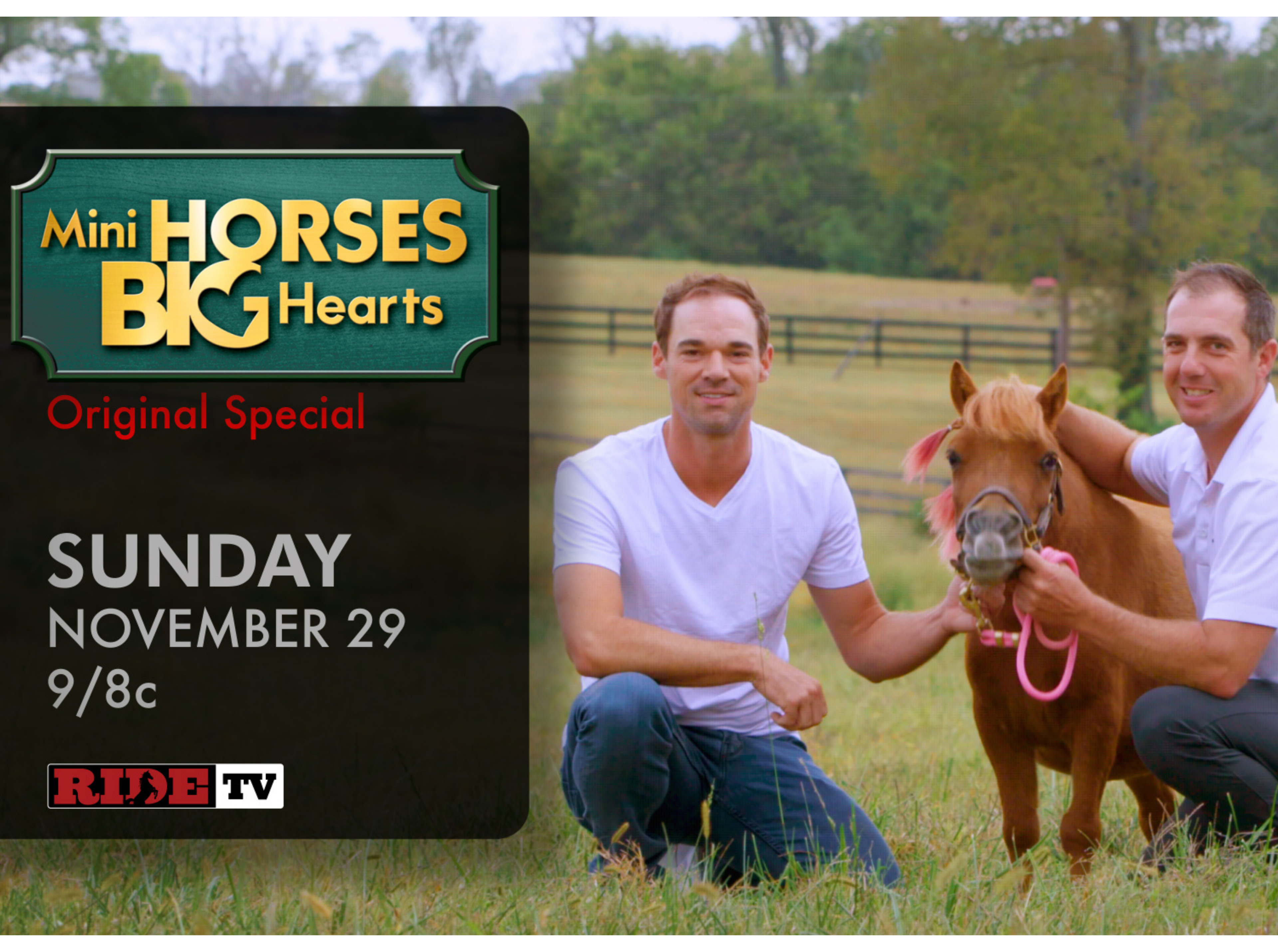 Mini Horses Big Hearts