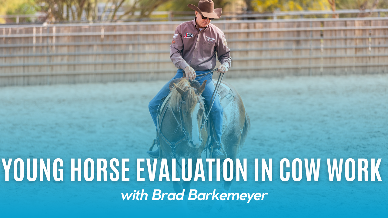 Young Horse Evaluation in Cow Work
