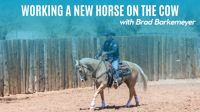 Working a New Horse on the Cow