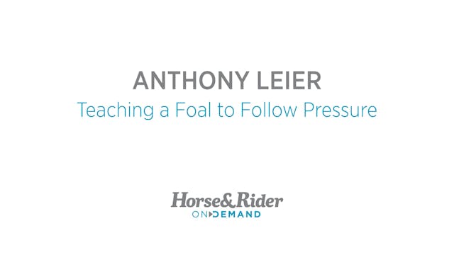 Teaching a Foal to Follow Pressure