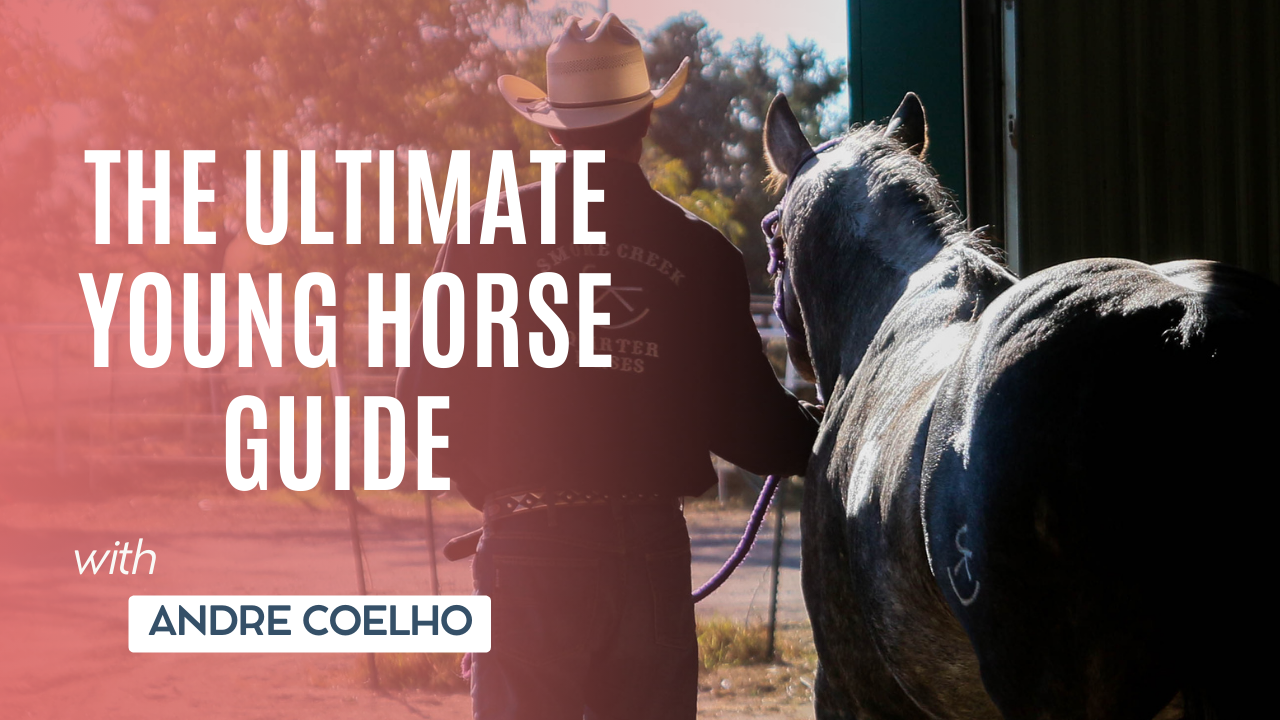 The Ultimate Young Horse Guide