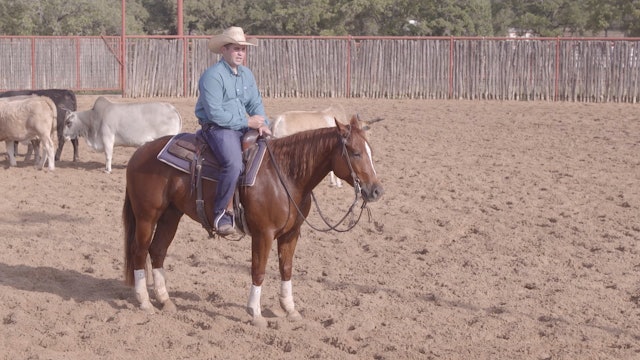 Body and Head Control During Cattle Work