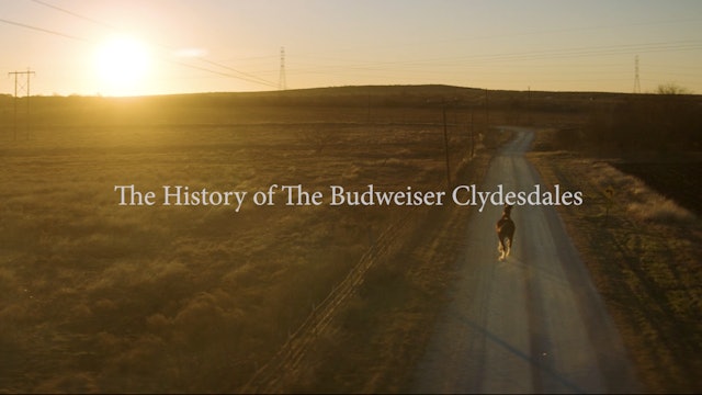 The History of the Budweiser Clydesdales brought to you by Budweiser